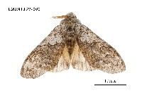 藏品(毒蛾科)的圖片